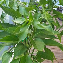 trồng ớt trong chậu cực đơn giản, tiết kiệm và thu được nhiều trái