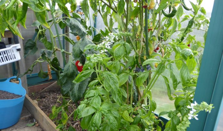 trồng ớt trong chậu đơn giản, tiết kiệm và nhiều trái