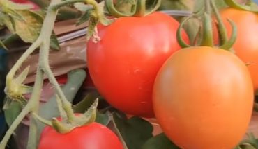 Kỹ thuật trồng và chăm sóc cà chua dây leo "sai quả" dễ dàng