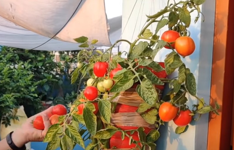 Kỹ thuật trồng và chăm sóc cà chua dây leo "sai quả" dễ dàng