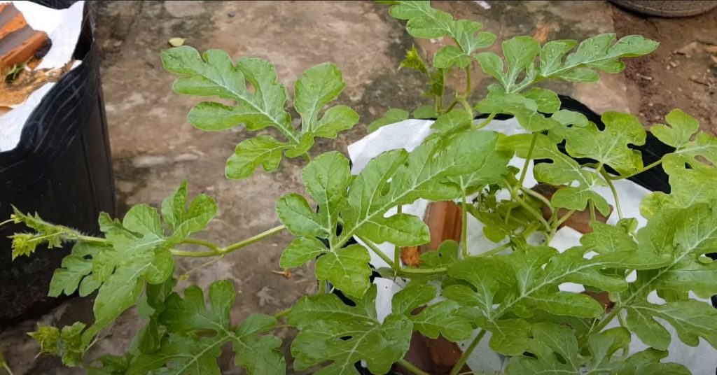 Cách trồng dưa hấu trong thùng xốp "hiệu quả" khi không có vườn