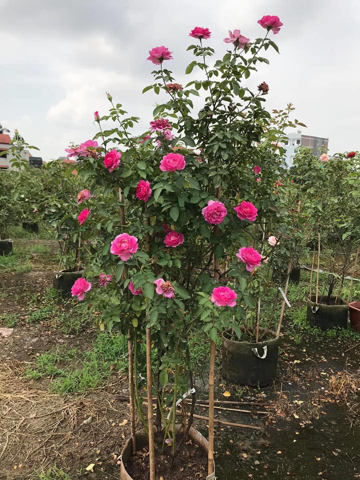 Cách trồng hoa hồng leo tường vi sai hoa "vô cùng hiệu quả"