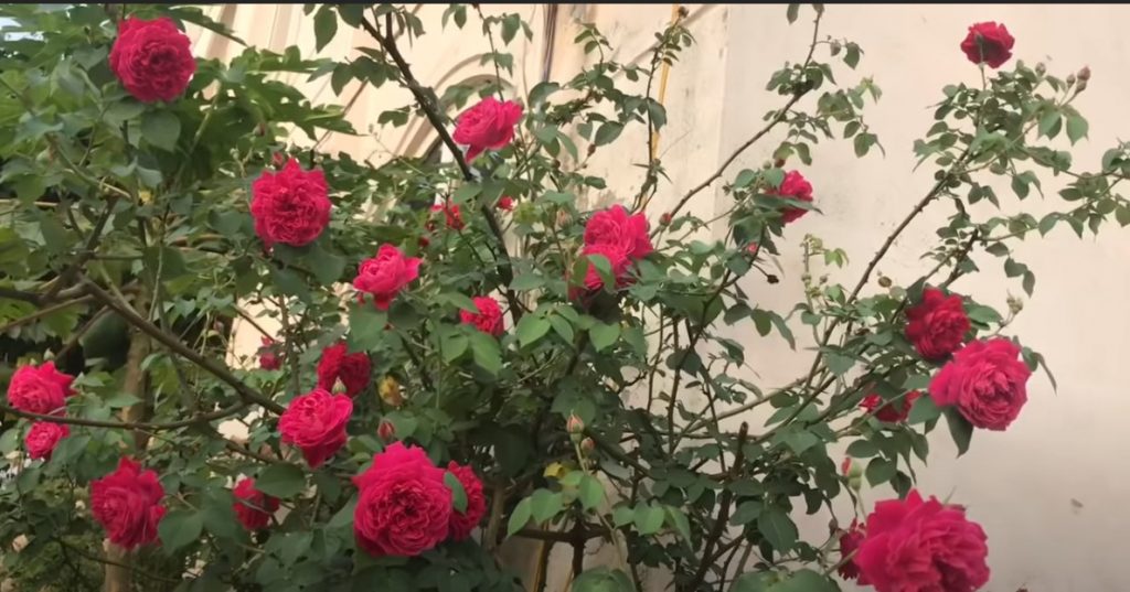 Cách trồng hoa hồng leo tường vi sai hoa "vô cùng hiệu quả"