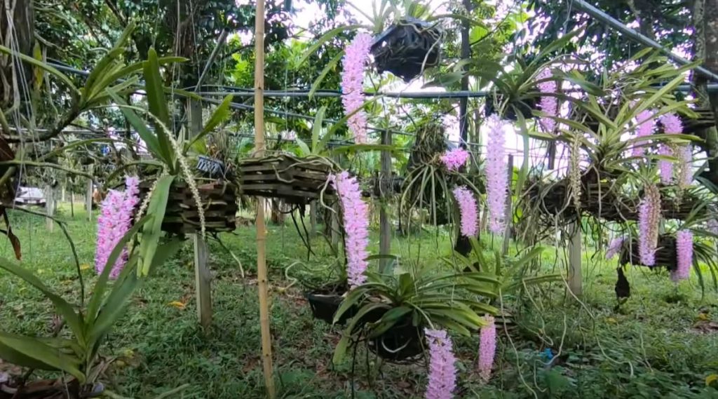 Kỹ thuật trồng và chăm sóc LAN ĐUÔI CHỒN cho hoa "bền đẹp"