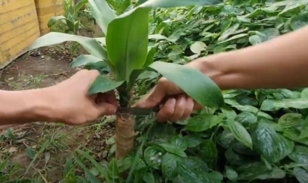 Cách trồng cây phát tài trong nước hiệu quả chỉ qua 5 bước