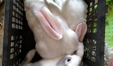 Cách nuôi thỏ "cực dễ" cho người mới bắt đầu & Mẹo chăm sóc