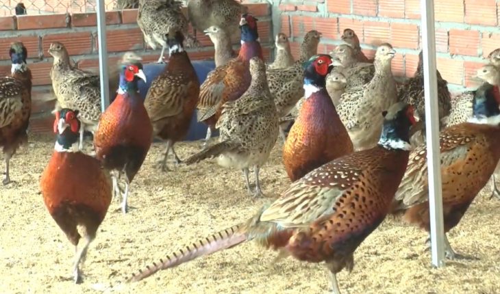 Cách nuôi Chim Trĩ đỏ, chim Trĩ xanh, chim Trĩ 7 màu sinh sản hiệu quả -  YouTube