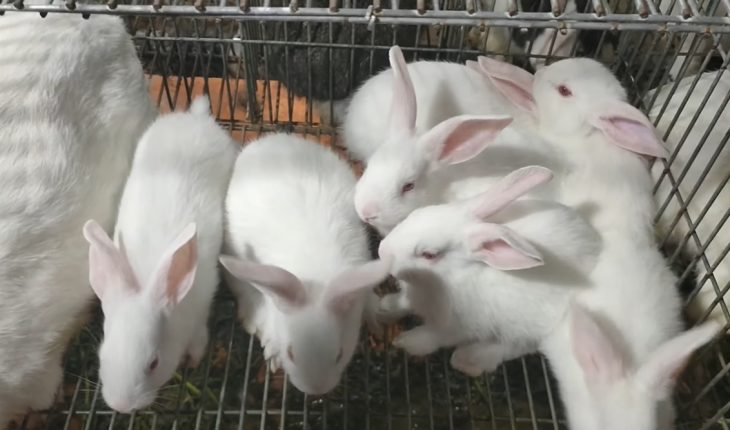 Thu trăm triệu nhờ nuôi thỏ xuất khẩu sang Nhật