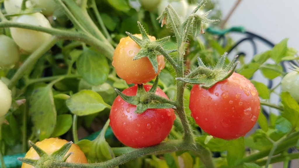 Trồng và chăm sóc cà chua bi "sai trĩu quả" vô cùng đơn giản