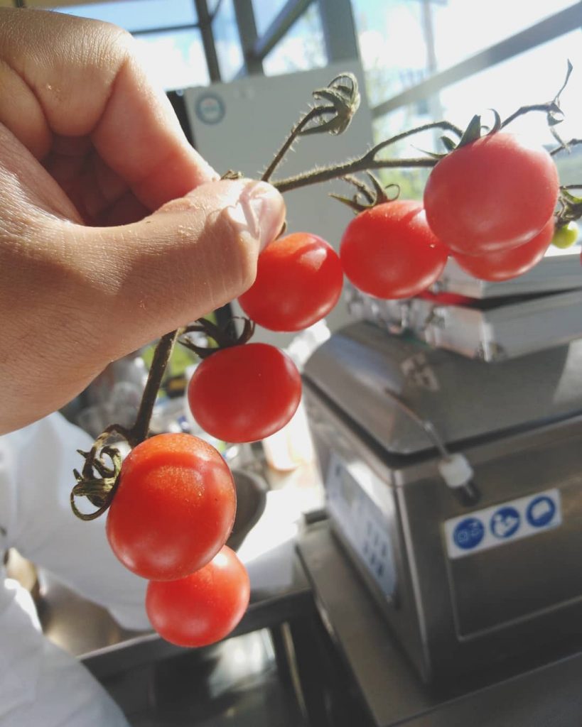 Trồng và chăm sóc cà chua bi "sai trĩu quả" vô cùng đơn giản