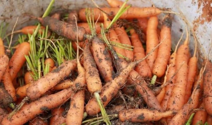 cách trồng cà rốt trong thùng xốp