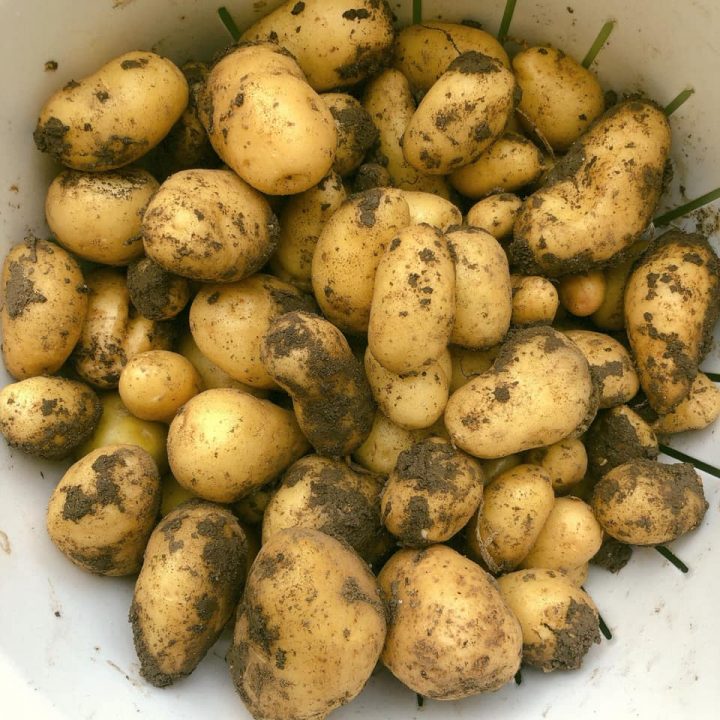 Cách trồng khoai tây