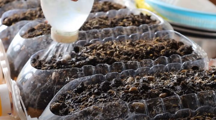 7 cách trồng rau bằng chai nhựa thật đơn giản mà "ấn tượng"