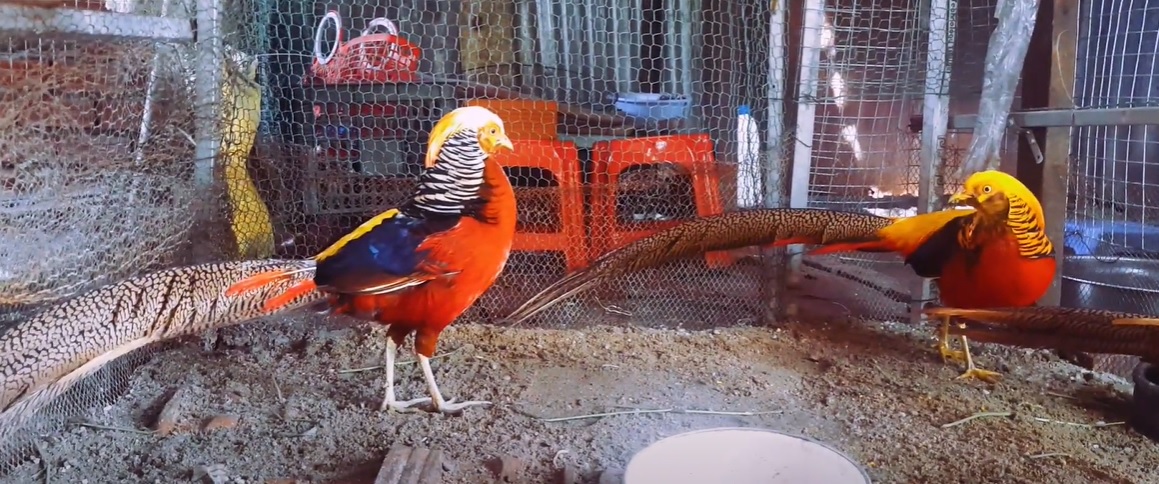 Cách nuôi chim trĩ đỏ và chim trĩ xanh hiệu quả [Có Video hướng dẫn]