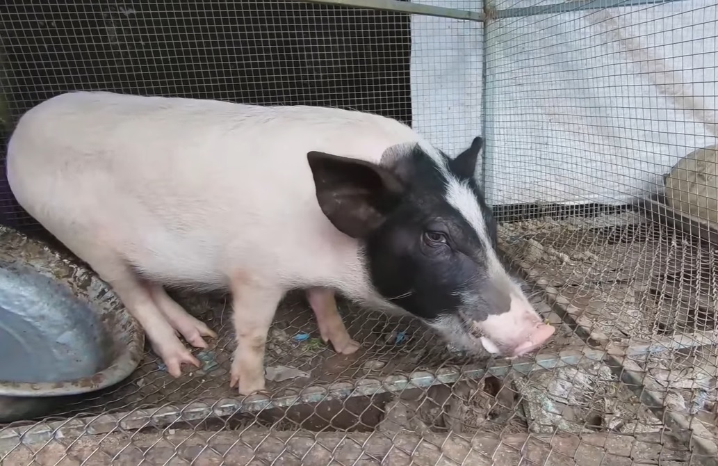 Lợn bỏ ăn có liên quan đến môi trường sống không?
