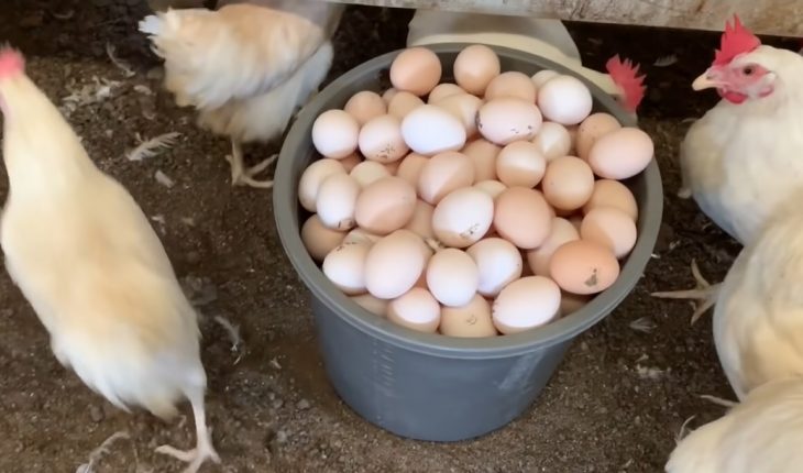 Khởi nghiệp từ việc nuôi gà đẻ trứng lãi trên 12 triệu đồngtháng