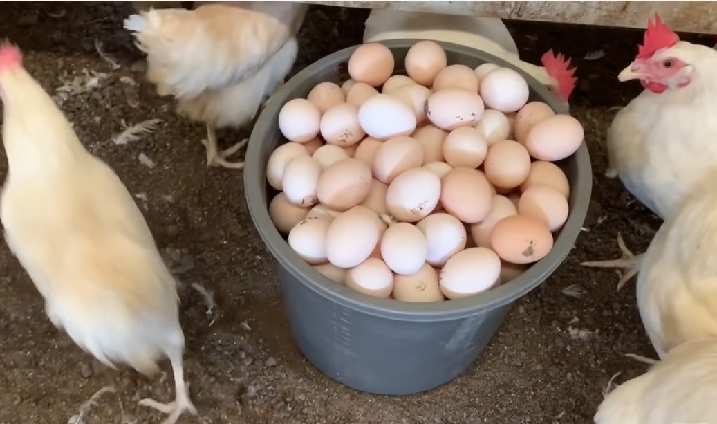 cách nuôi gà đẻ trứng đều