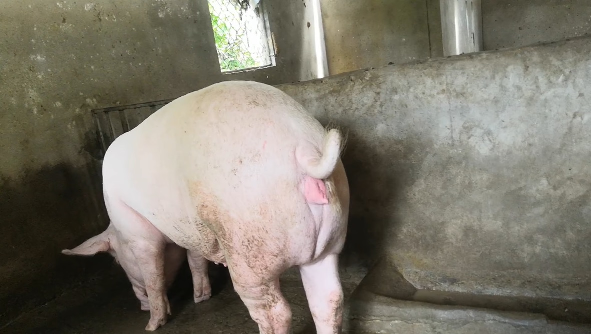 Kỹ thuật phối giống cho heo bằng phương pháp thụ tinh nhân tạo