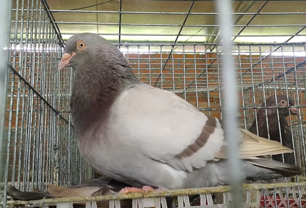 Chim bồ câu Pháp: Hướng dẫn quy trình nuôi | Farmvina Nông Nghiệp
