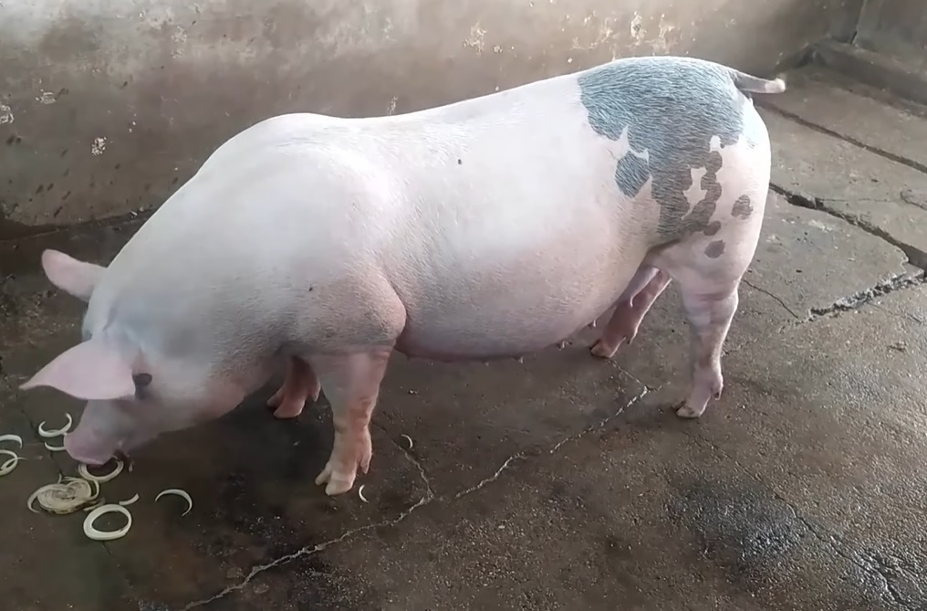 Mô hình nuôi lợn nái sinh sản hộ anh Nguyễn Văn Sơn Diễn Liên Diễn Châu