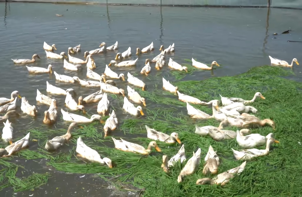 Tình hình giống vịt cỏ hiện nay - Nuôi trồng